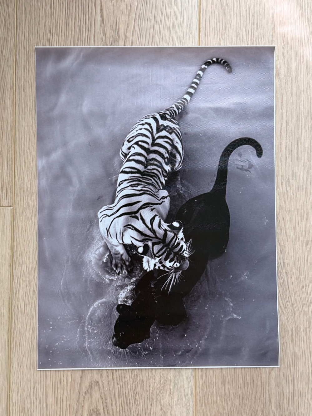 Tiger Panther Canvas Art Print Poster
